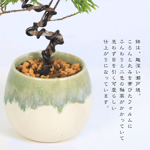 �ߥ��ߺϡ�������ʶʡ�3ǯ����*�����;������سݤ��ݿ�ȭ�ˤ����Ƥ�ȭ�����ߺ� ���Ȥ����路��Ѥ�����ѥ� �����ߺ� bonsai