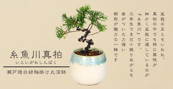 �ߥ��ߺϡ�������ʶʡ�3ǯ����*�����;������سݤ��ݿ�ȭ�ˤ����Ƥ�ȭ�����ߺ� ���Ȥ����路��Ѥ�����ѥ� �����ߺ� bonsai