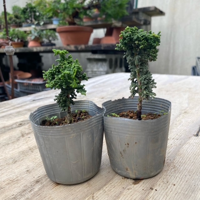 苗：石化桧(小)*せきかひのき せっかひのき ヒノキ | 盆栽素材,苗(松柏