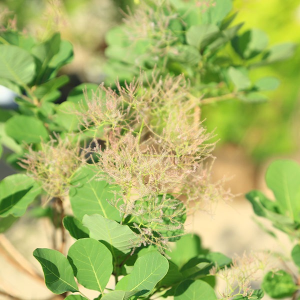 ���ڡ����ڡ��ġ����⡼���ĥ꡼ (�����)���꡼��ܡ��롡���ʸ¤�*8�桡�������