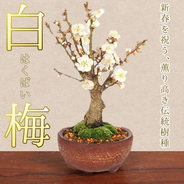 �����ߺϡ����ߡʿ��ھƾ�ȭ��*������̵���ۡ�2026ǯ��ճ���ͽ���bonsai