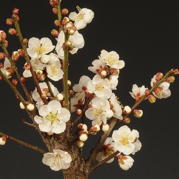 �����ߺϡ����ߡʿ��ھƾ�ȭ��*������̵���ۡ�2026ǯ��ճ���ͽ���bonsai