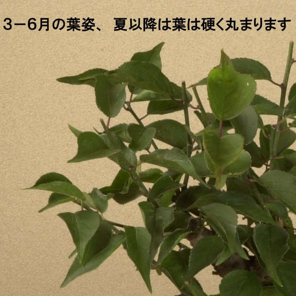 �����ߺϡ����ߡʿ��ھƾ�ȭ��*������̵���ۡ�2026ǯ��ճ���ͽ���bonsai