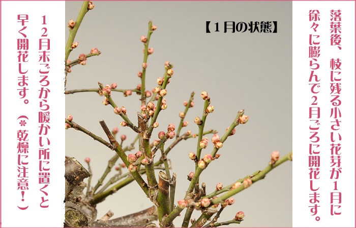 �����ߺϡ����ߡʿ��ھƾ�ȭ��*������̵���ۡ�2026ǯ��ճ���ͽ���bonsai