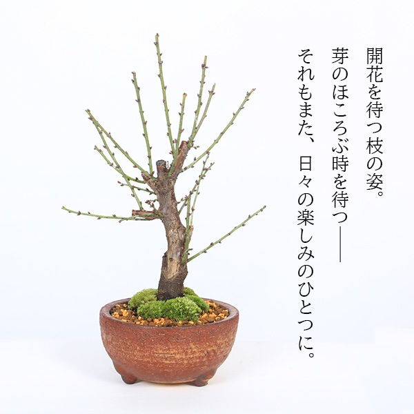�����ߺϡ����ߡʿ��ھƾ�ȭ��*������̵���ۡ�2026ǯ��ճ���ͽ���bonsai