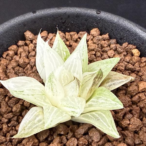 多肉植物：ハオルチア 氷砂糖*幅3.5cm | すべての商品 | 遊恵盆栽 本店