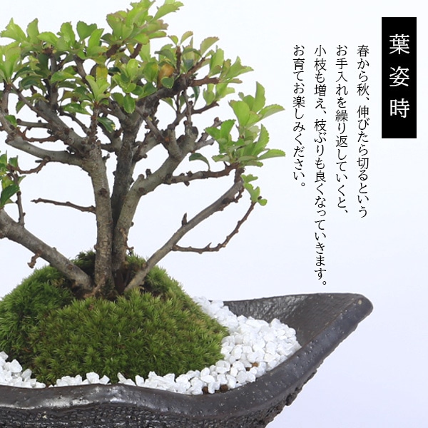盆栽：長寿梅*(信楽焼黒釉平造舟型鉢) 寒水小袋付き 花盆栽木瓜ぼけ