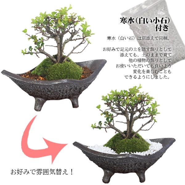 ガチ盆栽】長寿梅 激古 赤花 鉢:美芸 【公式通販】