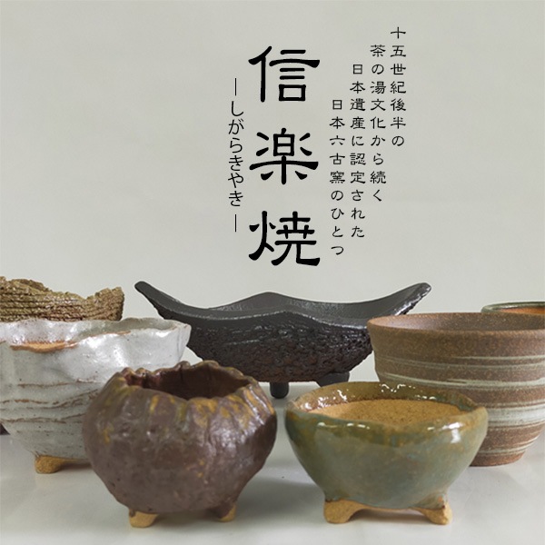 盆栽：長寿梅*(信楽焼黒釉平造舟型鉢) 寒水小袋付き 花盆栽木瓜ぼけ