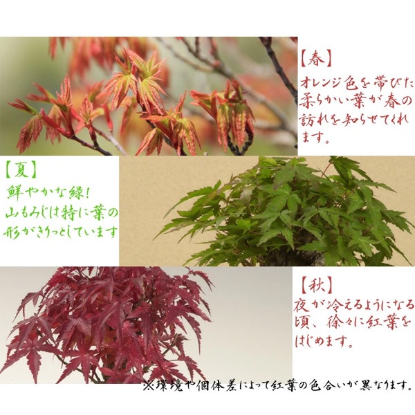 �ߥ��ߺϡ�����ߤ���*�����;ƴ�ȭ�ˡ�2025ǯ���ա����դ� ��ߥ� �� ȭ���� ���ռ��꾮���ߺ� bonsai