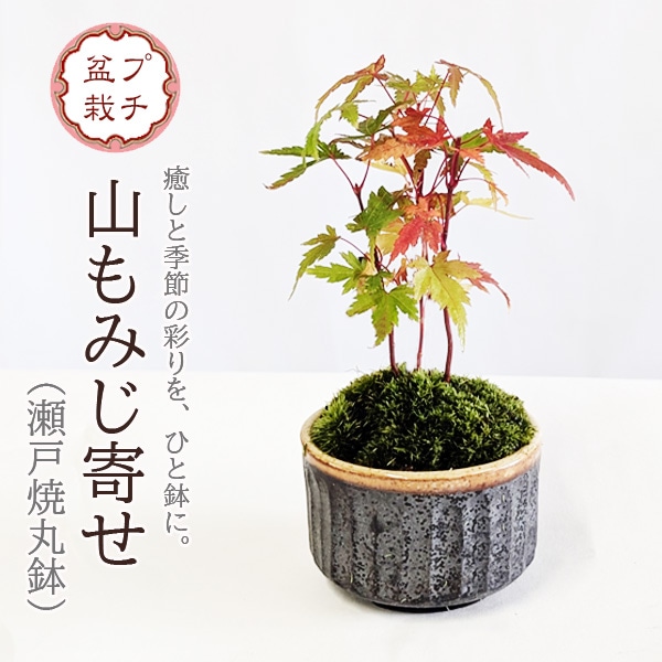 �ߥ��ߺϡ�����ߤ���*�����;ƴ�ȭ�ˡ�2025ǯ���ա����դ� ��ߥ� �� ȭ���� ���ռ��꾮���ߺ� bonsai