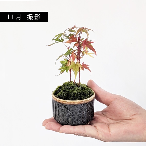 �ߥ��ߺϡ�����ߤ���*�����;ƴ�ȭ�ˡ�2025ǯ���ա����դ� ��ߥ� �� ȭ���� ���ռ��꾮���ߺ� bonsai