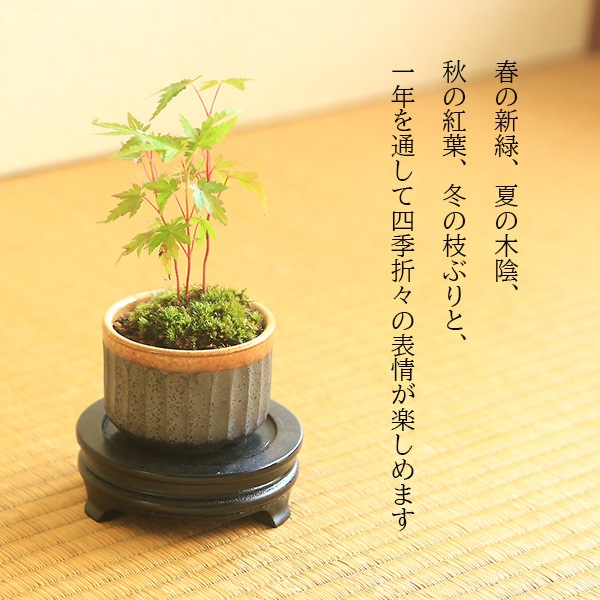 �ߥ��ߺϡ�����ߤ���*�����;ƴ�ȭ�ˡ�2025ǯ���ա����դ� ��ߥ� �� ȭ���� ���ռ��꾮���ߺ� bonsai