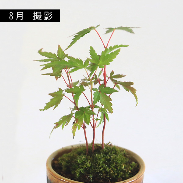 �ߥ��ߺϡ�����ߤ���*�����;ƴ�ȭ�ˡ�2025ǯ���ա����դ� ��ߥ� �� ȭ���� ���ռ��꾮���ߺ� bonsai