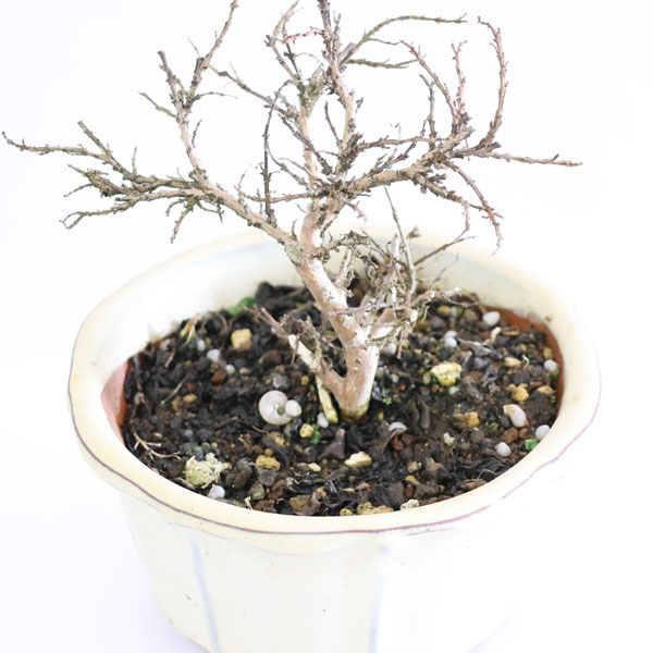 小品盆栽：百日紅*（輪花白丸鉢）さるすべりサルスベリ bonsai | ミニ