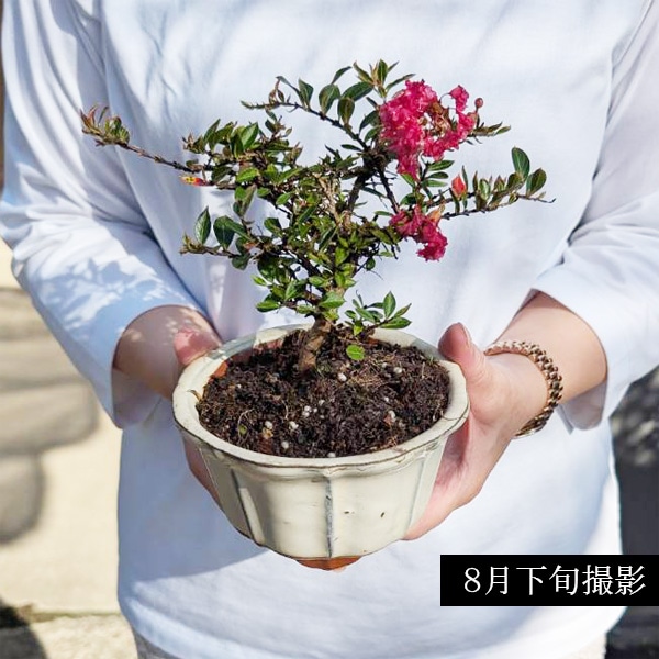 小品盆栽：百日紅*（輪花白丸鉢）さるすべりサルスベリ bonsai | ミニ