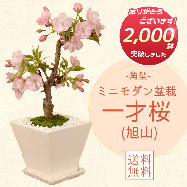 モダン盆栽：一才桜(旭山桜・受け皿付)*＜2026年春開花予定＞【送料