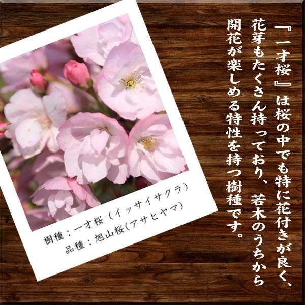 ������ߺϡ���ͺ�(����������������)*��2026ǯ���ֽ�λ�������̵����bonsai