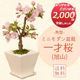 ������ߺϡ���ͺ�(����������������)*��2026ǯ���ֽ�λ�������̵����bonsai