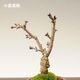 ������ߺϡ���ͺ�(����������������)*��2026ǯ���ֽ�λ�������̵����bonsai