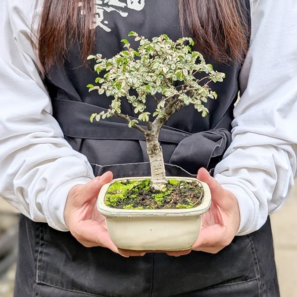 ߺϡˤ줱䤭*ʱĹȭ դˤ줱䤭ݰ䥭 bonsai