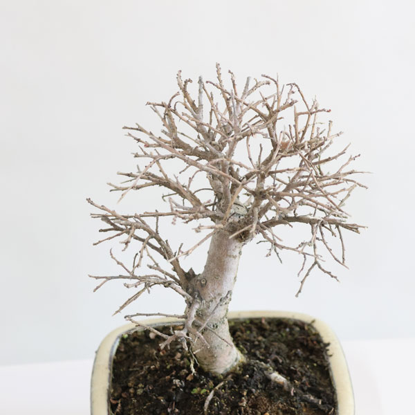 ߺϡˤ줱䤭*ʱĹȭ դˤ줱䤭ݰ䥭 bonsai