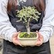 ߺϡˤ줱䤭*ʱĹȭ դˤ줱䤭ݰ䥭 bonsai