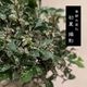 ߺϡˤ줱䤭*ʱĹȭ դˤ줱䤭ݰ䥭 bonsai