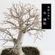 ߺϡˤ줱䤭*ʱĹȭ դˤ줱䤭ݰ䥭 bonsai