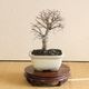 ߺϡˤ줱䤭*ʱĹȭ դˤ줱䤭ݰ䥭 bonsai