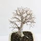 ߺϡˤ줱䤭*ʱĹȭ դˤ줱䤭ݰ䥭 bonsai