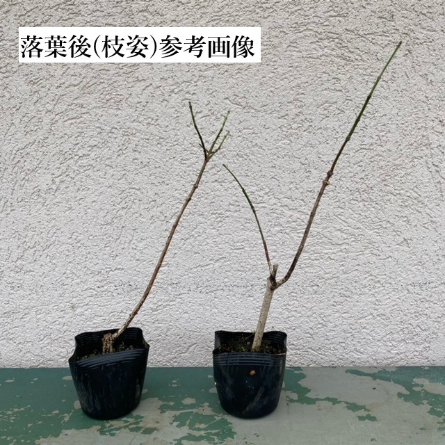 �ġ��ޤ��(����)�ޥ�ߡ�����