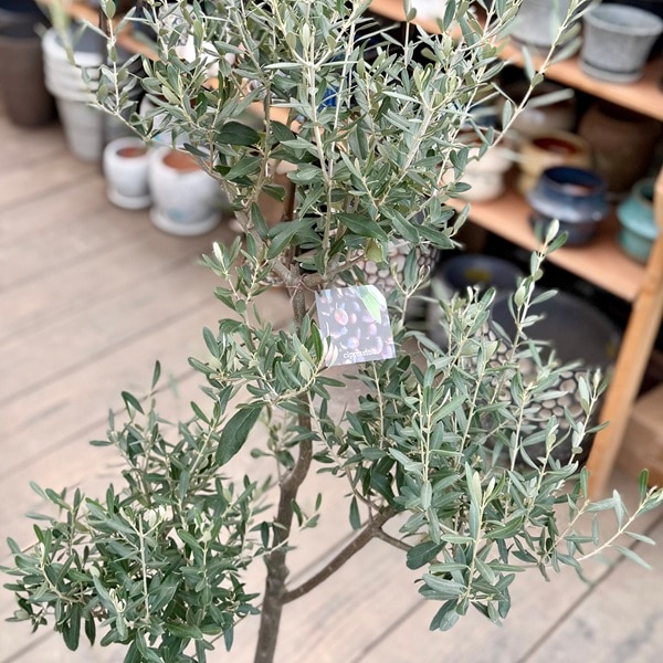 オリーブ鉢植え　SOUJUシプレッシーノ 1d78975bde831f96598ce681ea8454