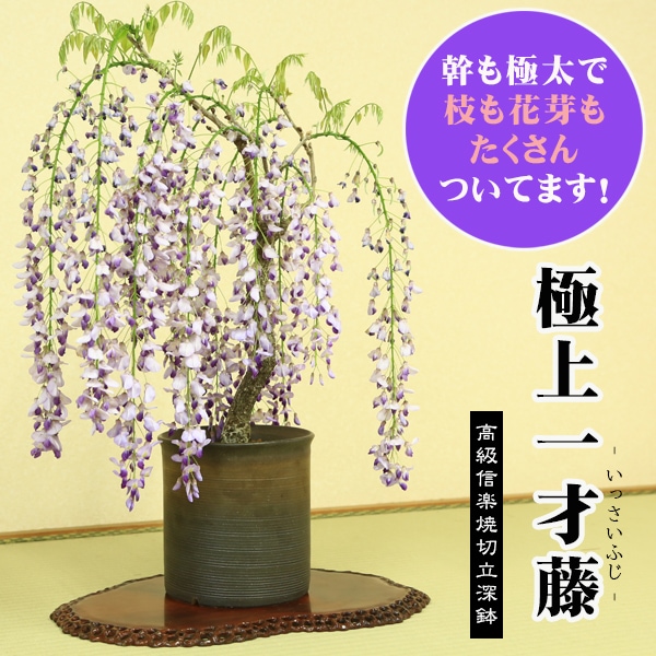 �˾����� ����ƣ�ߺϡ����ƣ�ʿ��ھ���Ω��ȭ��* �դ��ե�ƣ ȭ���� ȭ�֡�2026ǯ�ճ���ͽ���bonsai