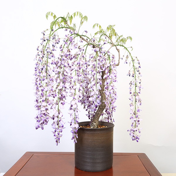 �˾����� ����ƣ�ߺϡ����ƣ�ʿ��ھ���Ω��ȭ��* �դ��ե�ƣ ȭ���� ȭ�֡�2026ǯ�ճ���ͽ���bonsai