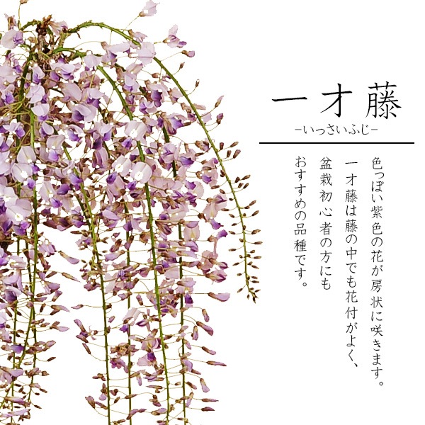 �˾����� ����ƣ�ߺϡ����ƣ�ʿ��ھ���Ω��ȭ��* �դ��ե�ƣ ȭ���� ȭ�֡�2026ǯ�ճ���ͽ���bonsai