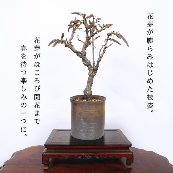 �˾����� ����ƣ�ߺϡ����ƣ�ʿ��ھ���Ω��ȭ��* �դ��ե�ƣ ȭ���� ȭ�֡�2026ǯ�ճ���ͽ���bonsai