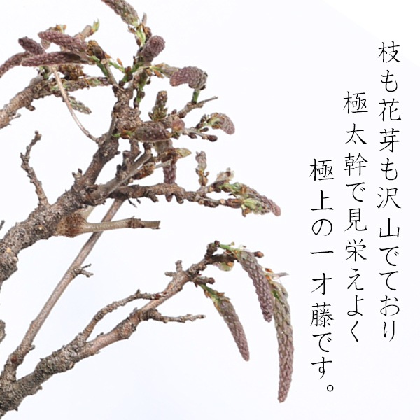 �˾����� ����ƣ�ߺϡ����ƣ�ʿ��ھ���Ω��ȭ��* �դ��ե�ƣ ȭ���� ȭ�֡�2026ǯ�ճ���ͽ���bonsai