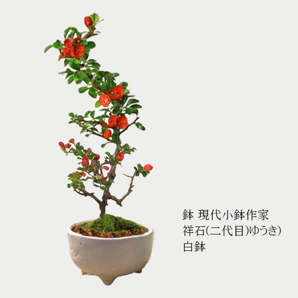 ߺϡĹ(ȭ 微ȭ ()椦)* ȭ٤ bonsai