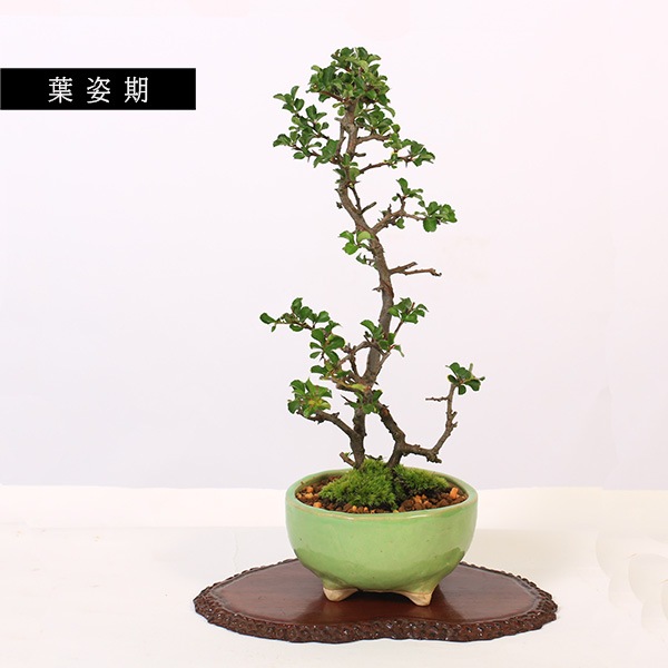 ߺϡĹ(ȭ 微ȭ ()椦)* ȭ٤ bonsai