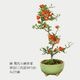 ߺϡĹ(ȭ 微ȭ ()椦)* ȭ٤ bonsai