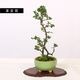 ߺϡĹ(ȭ 微ȭ ()椦)* ȭ٤ bonsai