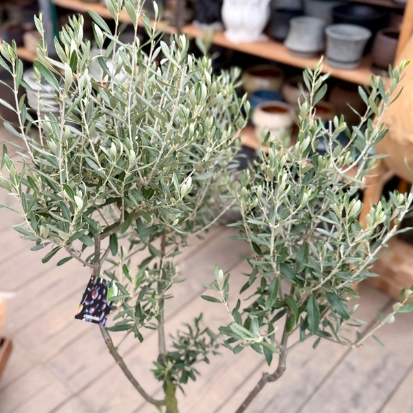 おしゃれ 観葉植物：オリーブの木 シプレッシーノ 8号*現品2 SOUJU 創