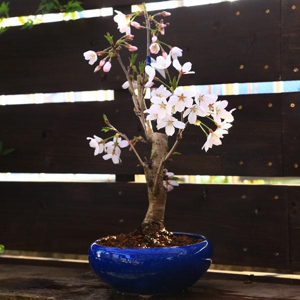 ߺϡ;ȭ*2025ǯճֽλbonsai