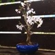 ߺϡ;ȭ*2025ǯճֽλbonsai