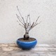 ߺϡ;ȭ*2025ǯճֽλbonsai
