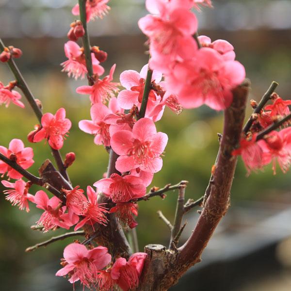 �ߺϡ����ߡ�(��)�����;ƻ���ȭ��* ���� ���ս� ��2026ǯ��ճ���ͽ���bonsai