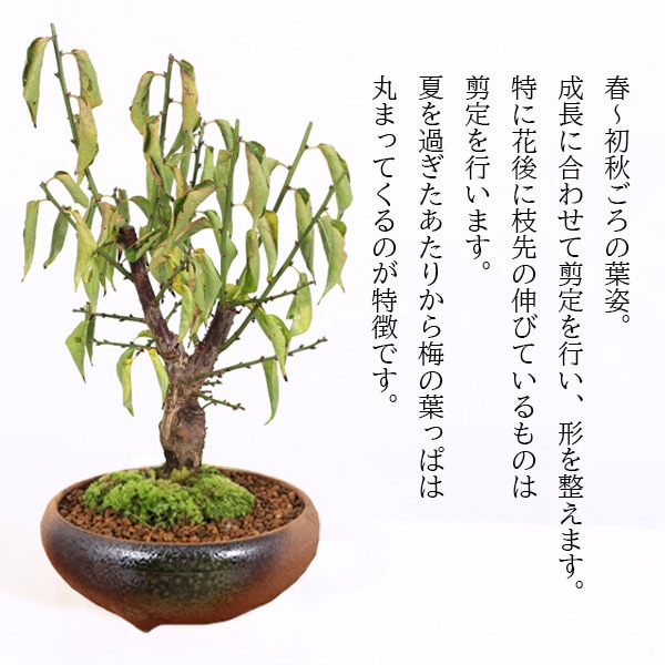 �ߺϡ����ߡ�(��)�����;ƻ���ȭ��* ���� ���ս� ��2026ǯ��ճ���ͽ���bonsai