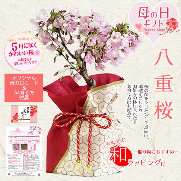 �٤�Ƥ�������������եȺ��������Ȭ�ź�*������åԥ��ա�����̵���ۡڥ�åԥ��աۡڥ����餵�����ߺϡ�