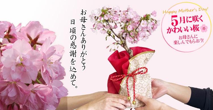 �٤�Ƥ�������������եȺ��������Ȭ�ź�*������åԥ��ա�����̵���ۡڥ�åԥ��աۡڥ����餵�����ߺϡ�